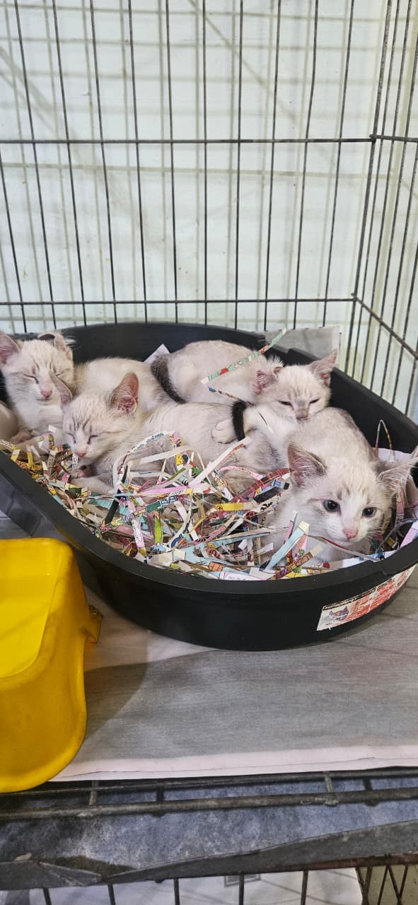 Angelina, Gergelim, Gengibre e Chimi