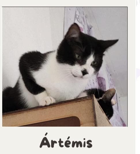 Artemis 