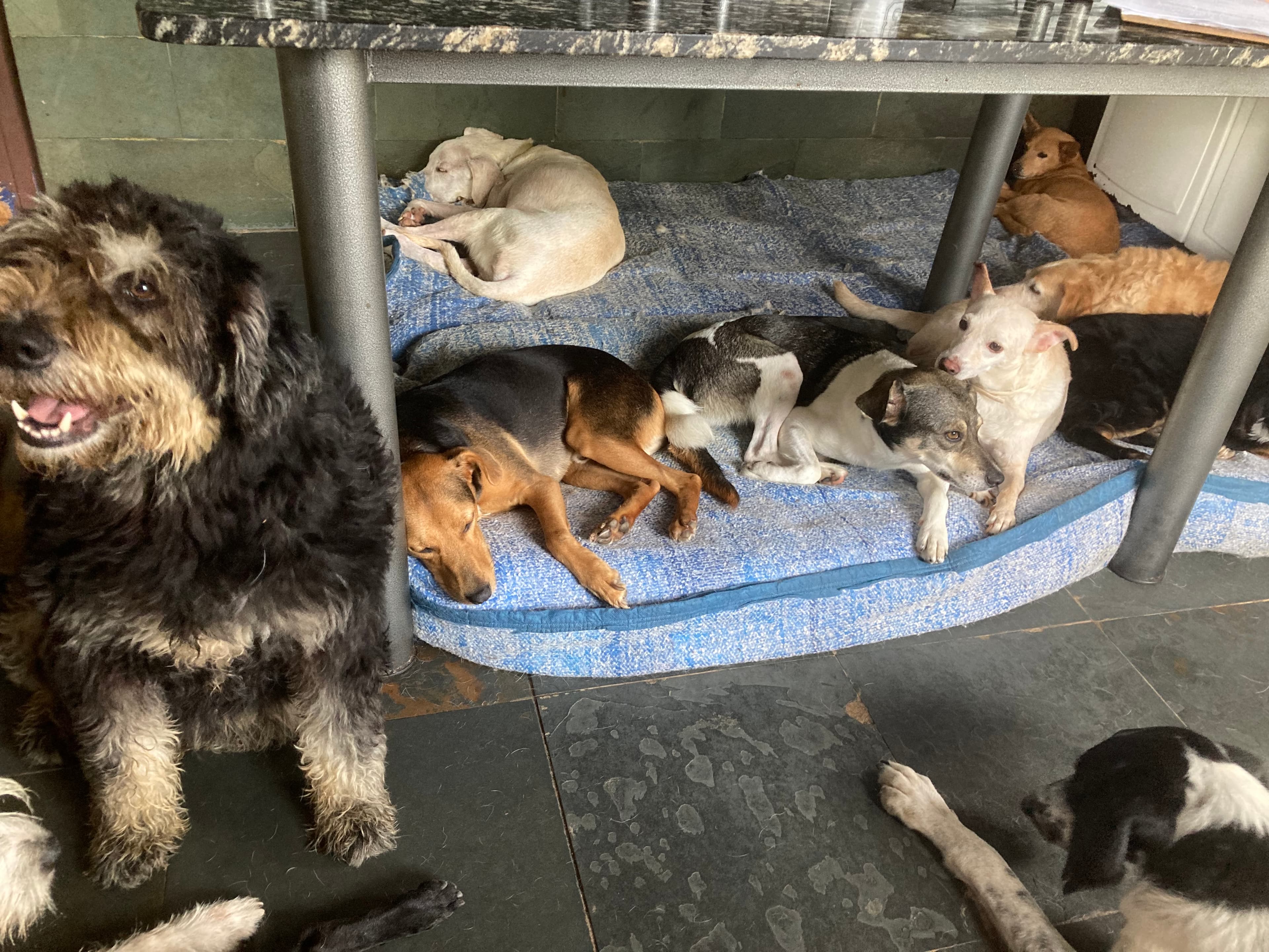 ONG REFÚGIO BENJAMIN AMOR DE PATAS 3