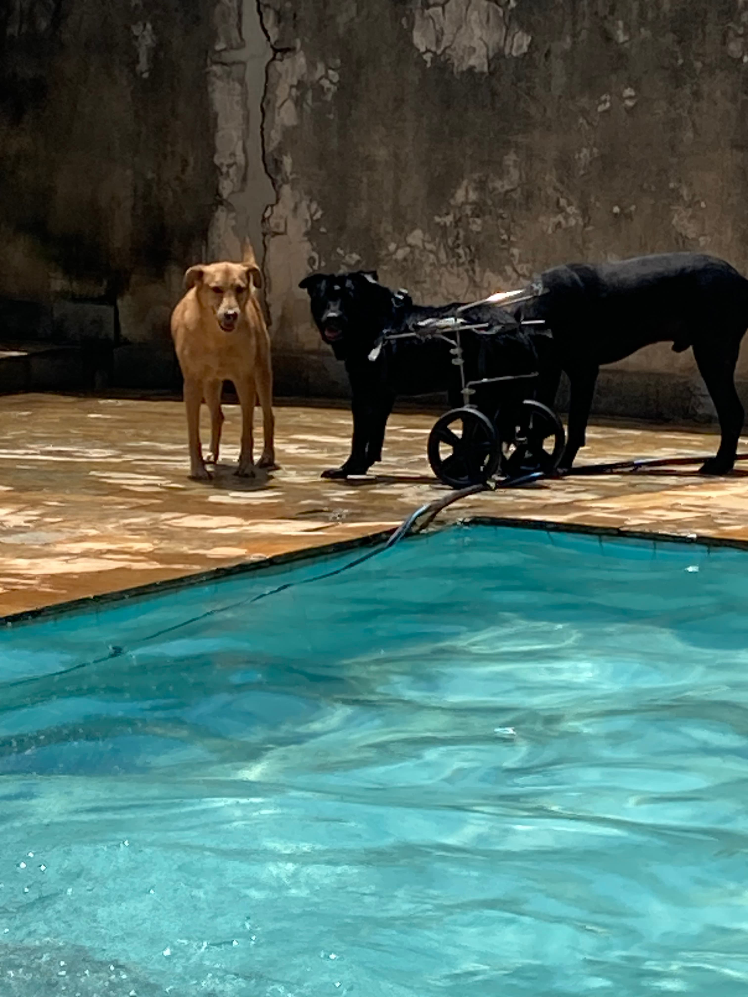 ONG REFÚGIO BENJAMIN AMOR DE PATAS 9