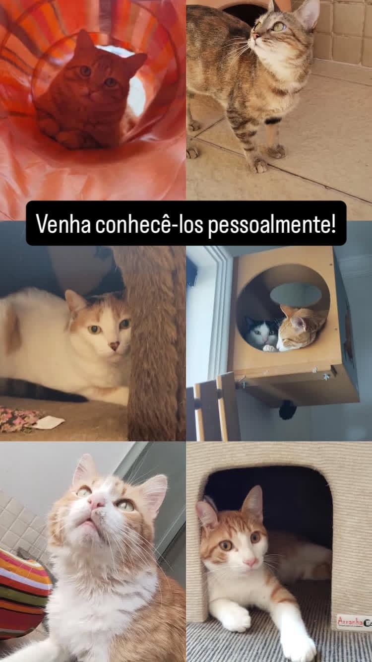 CASA MIA 7