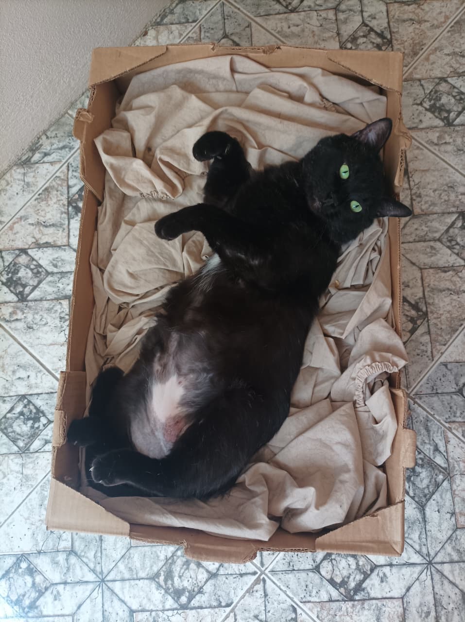 Gatão 4
