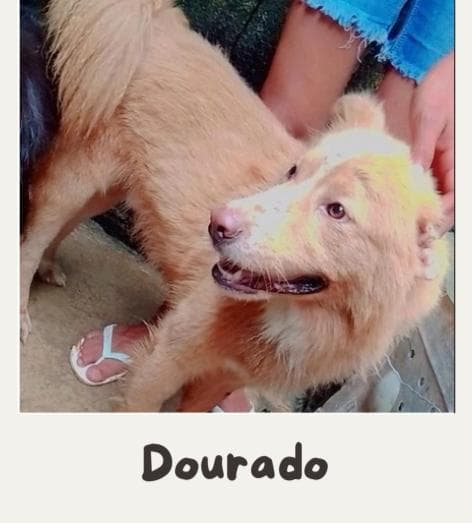 Dourado