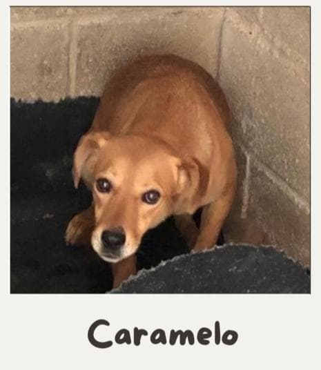 Caramelo
