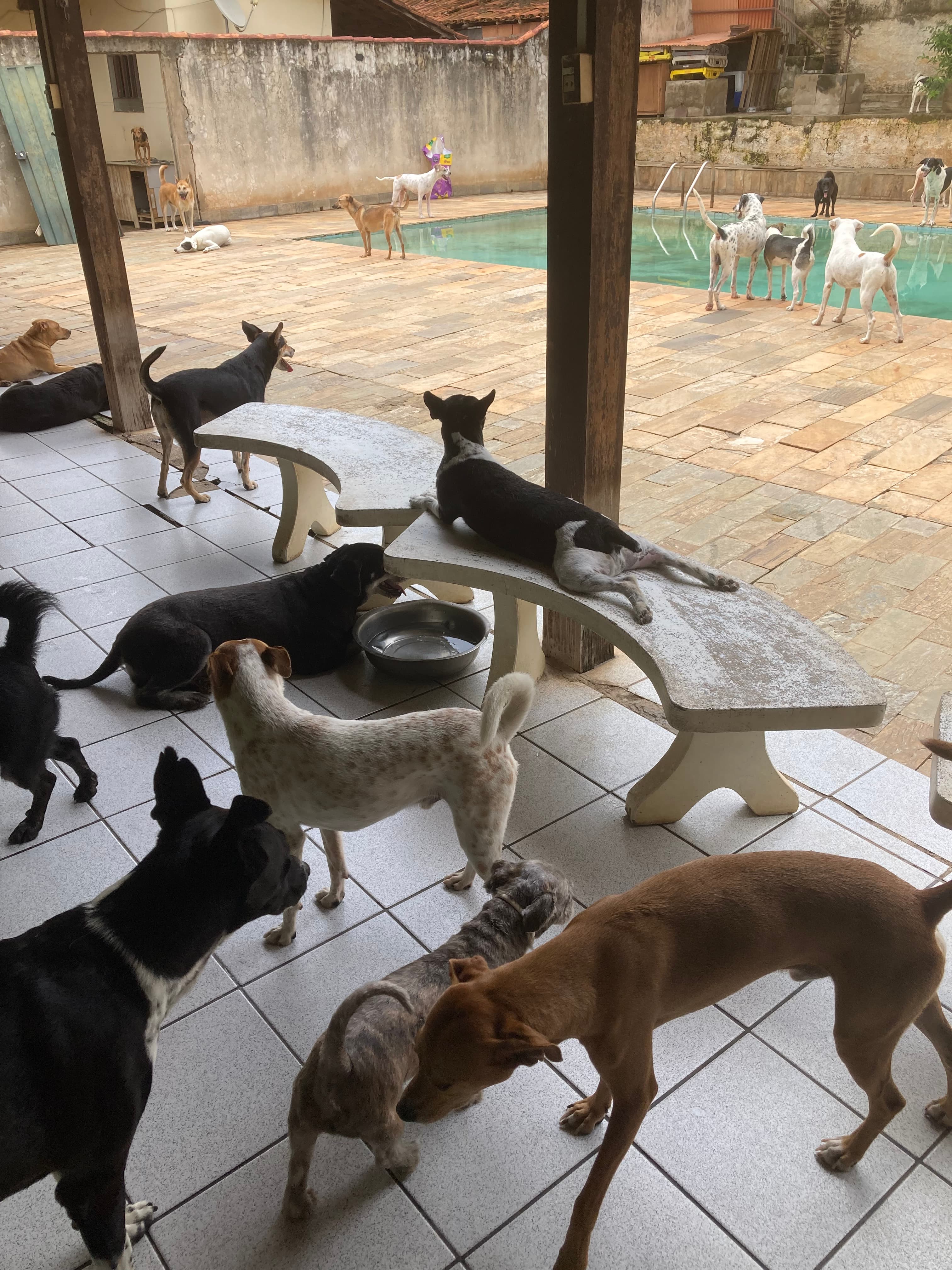 ONG REFÚGIO BENJAMIN AMOR DE PATAS 2