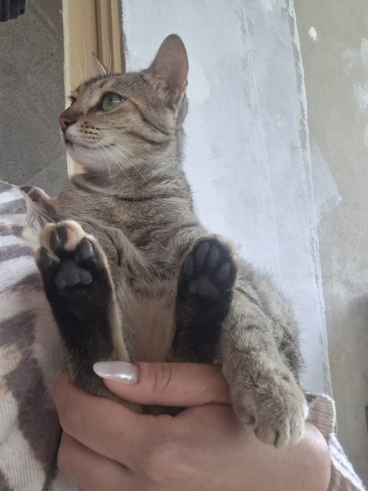 Tampinha de Comer 6