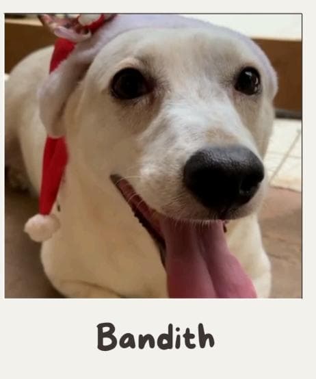Bandith