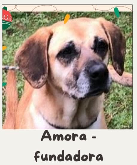 Amora
