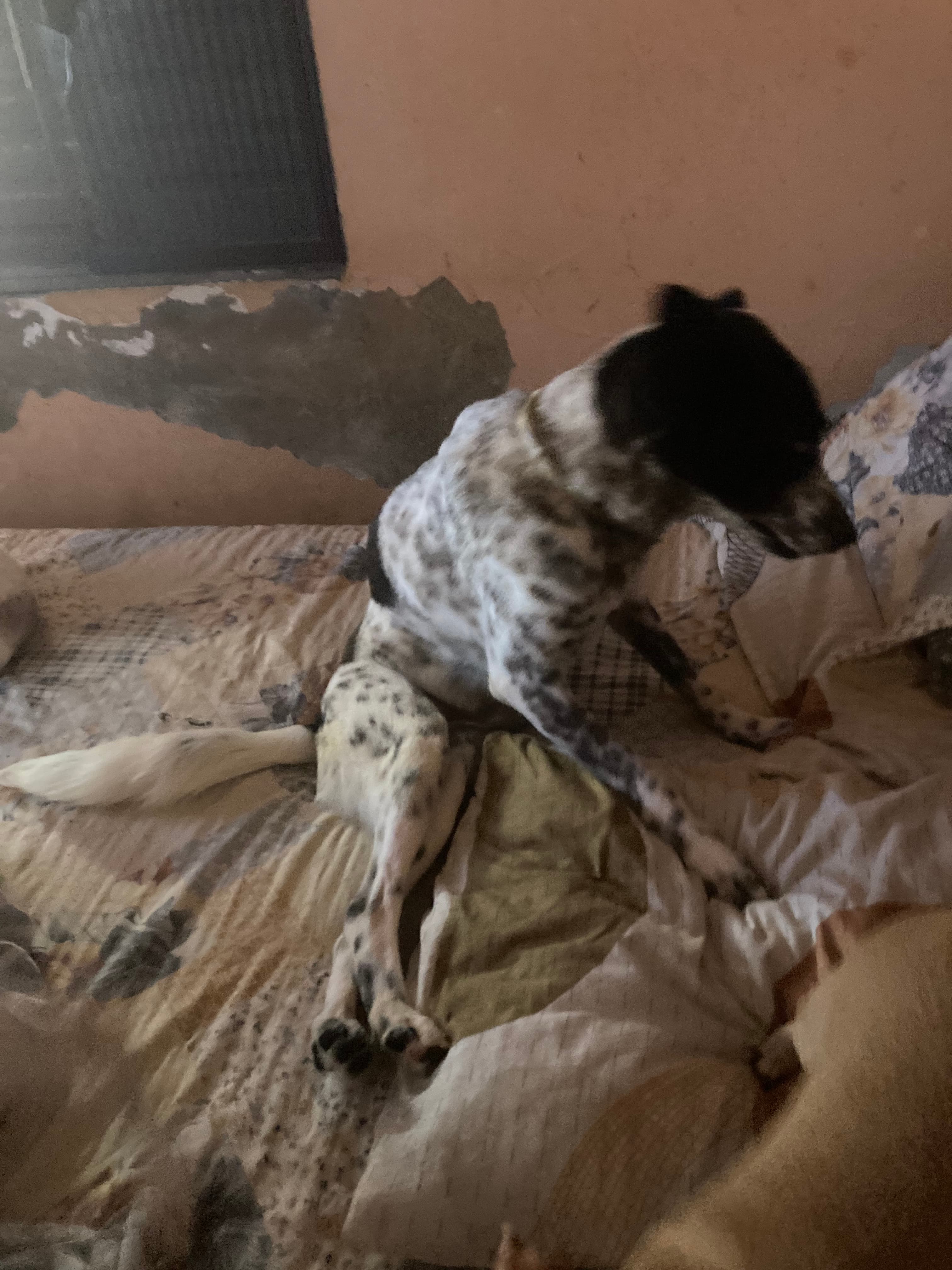 ONG REFÚGIO BENJAMIN AMOR DE PATAS 10