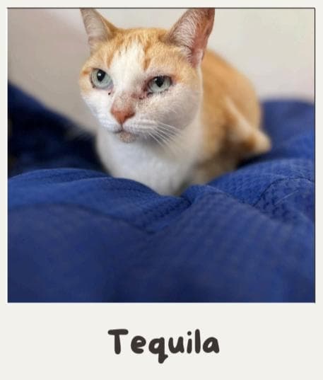 TEQUILA
