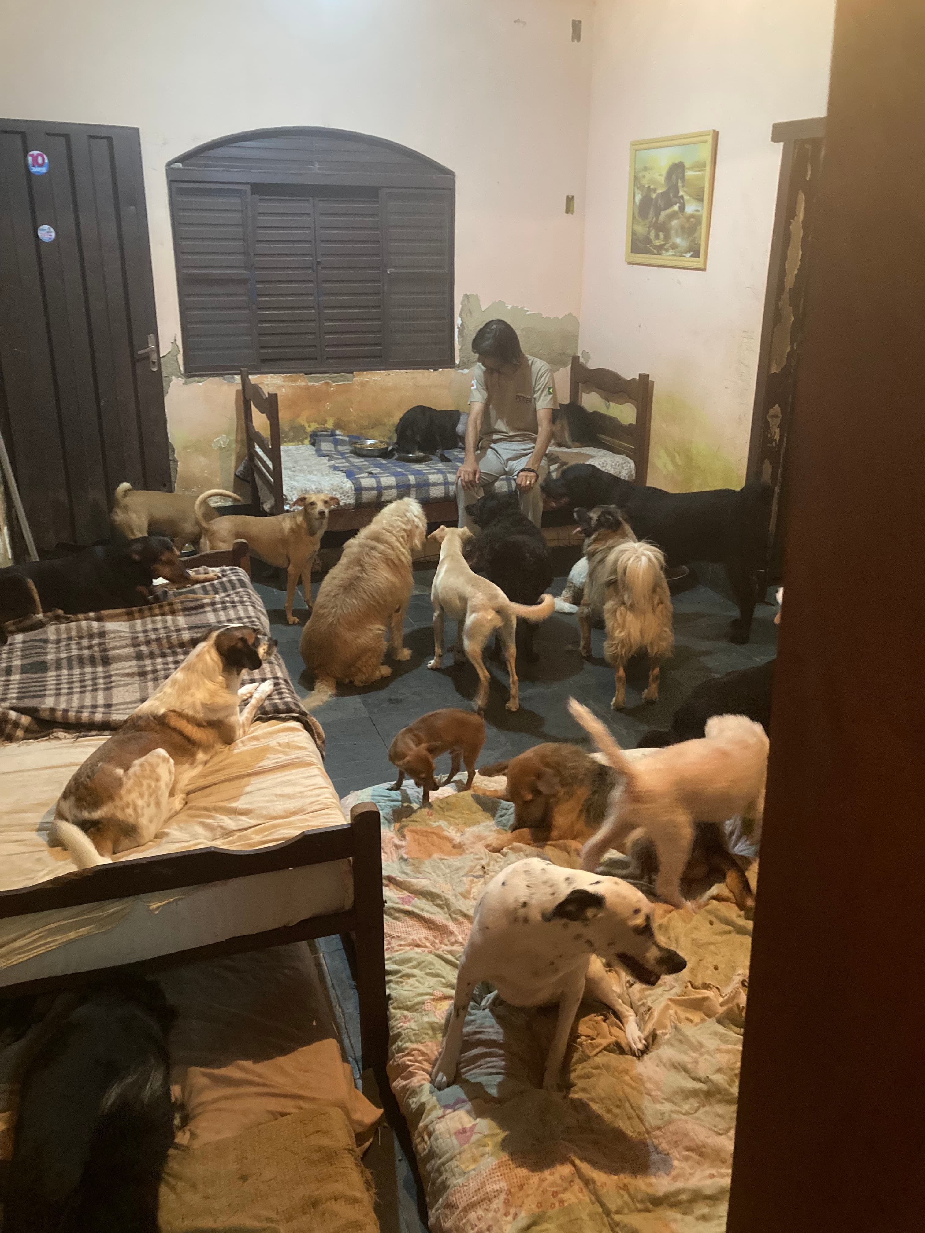 ONG REFÚGIO BENJAMIN AMOR DE PATAS 5