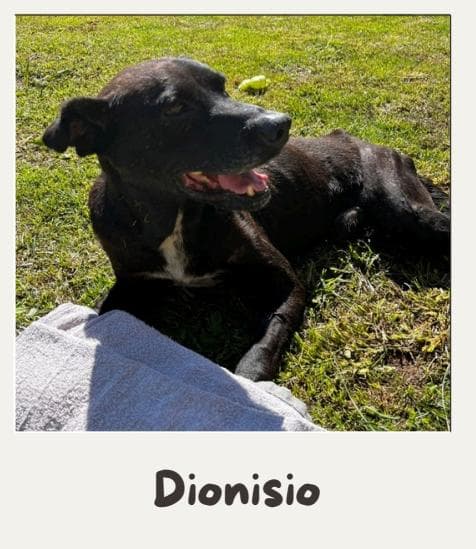 Dionisio