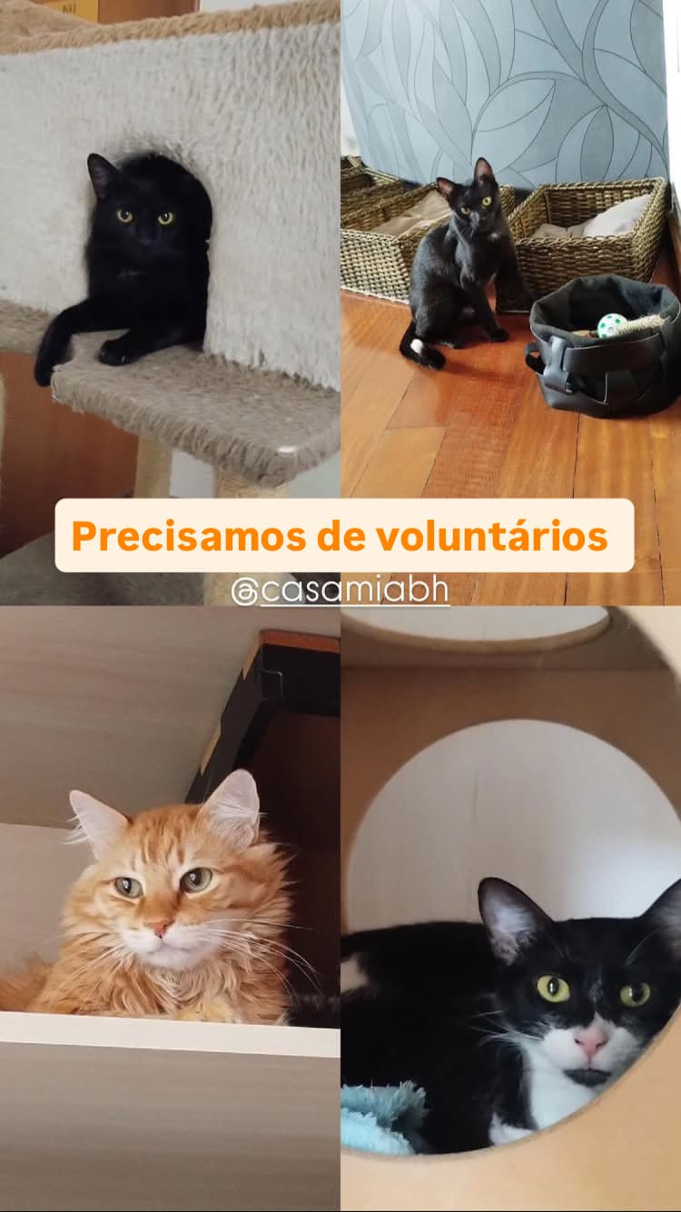 CASA MIA 4