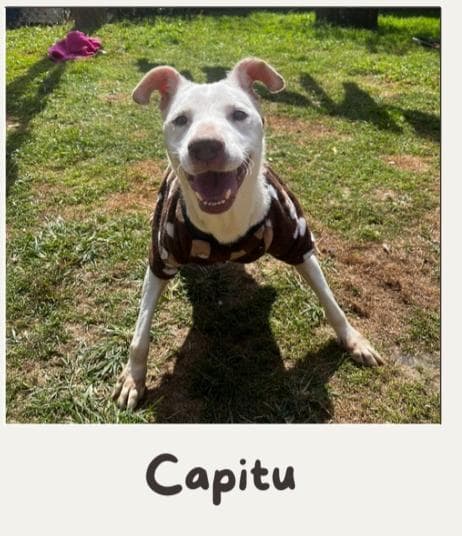 Capitu