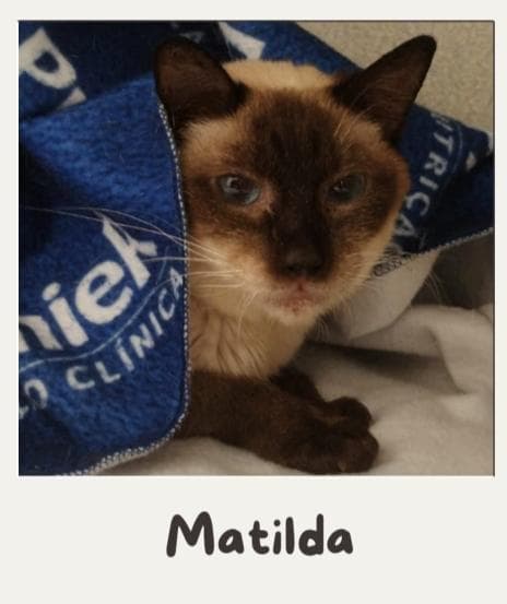 Matilda 