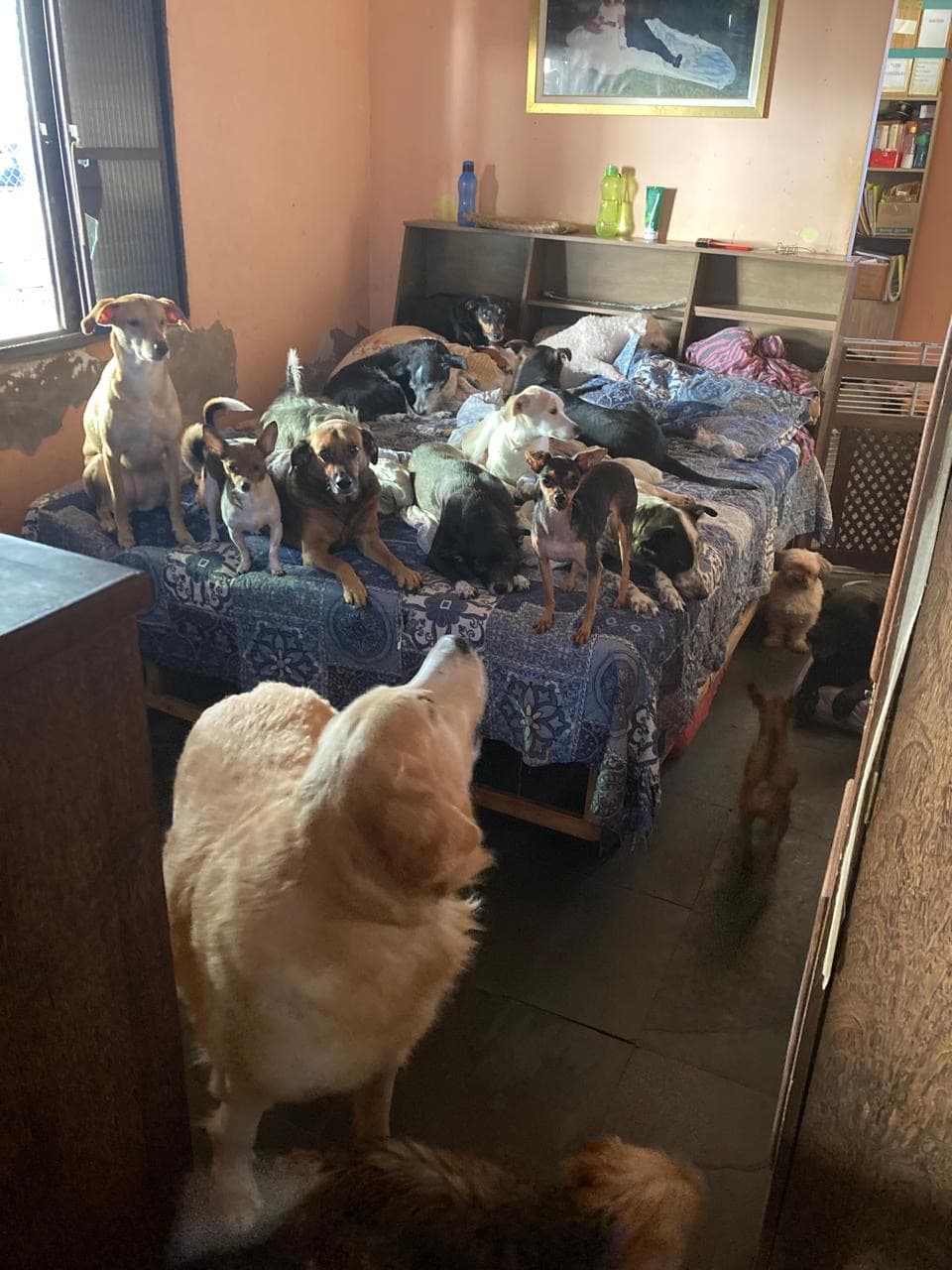 ONG REFÚGIO BENJAMIN AMOR DE PATAS 7