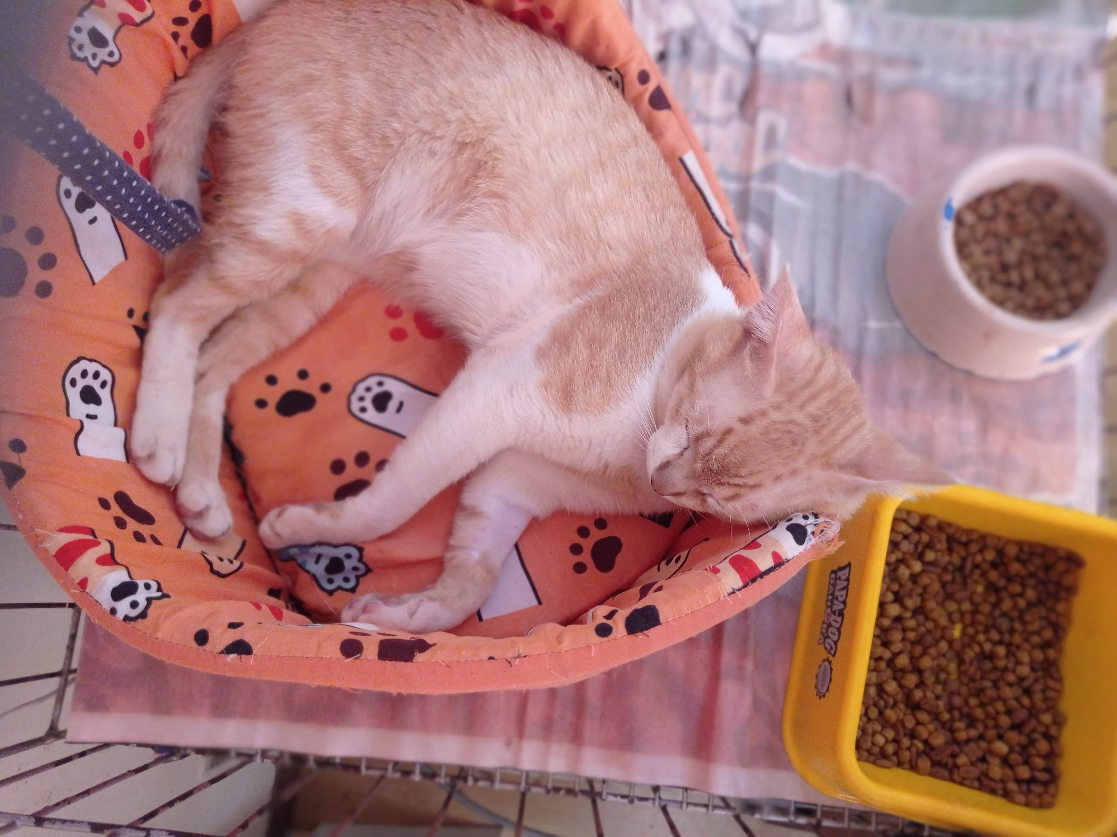 Romeu 5