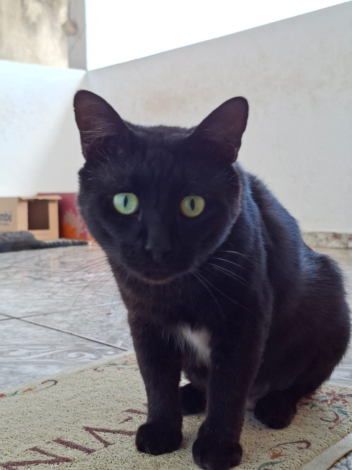 Gatão 5