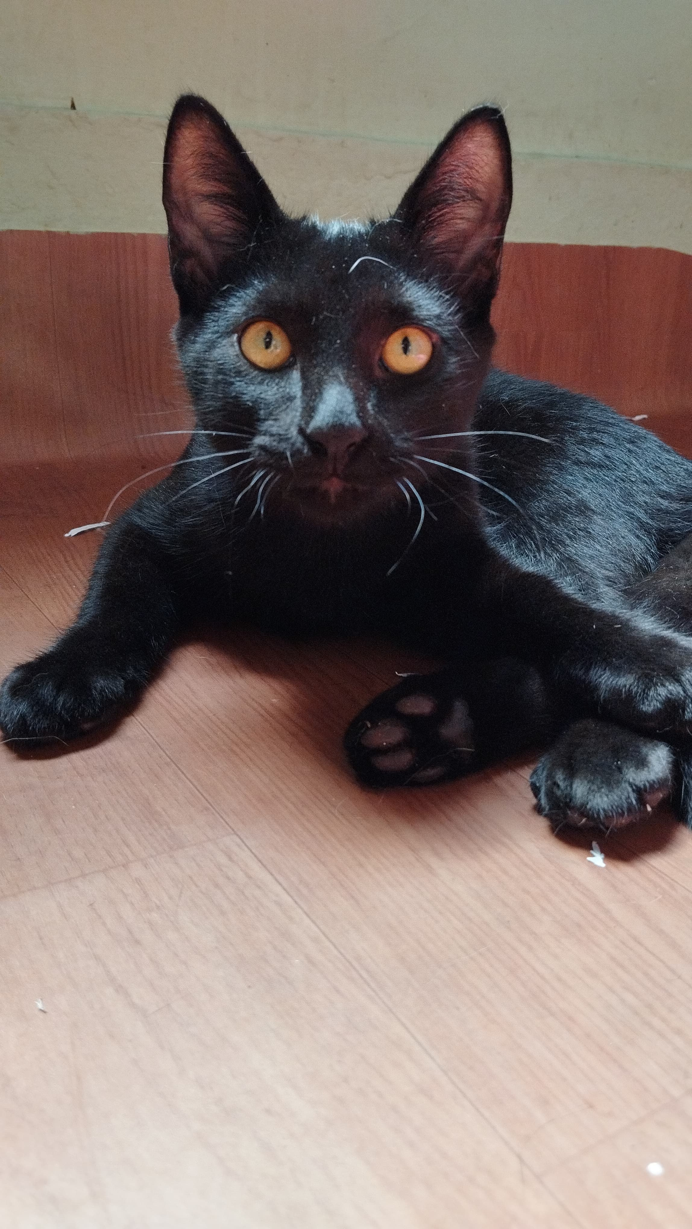 Caetano 3