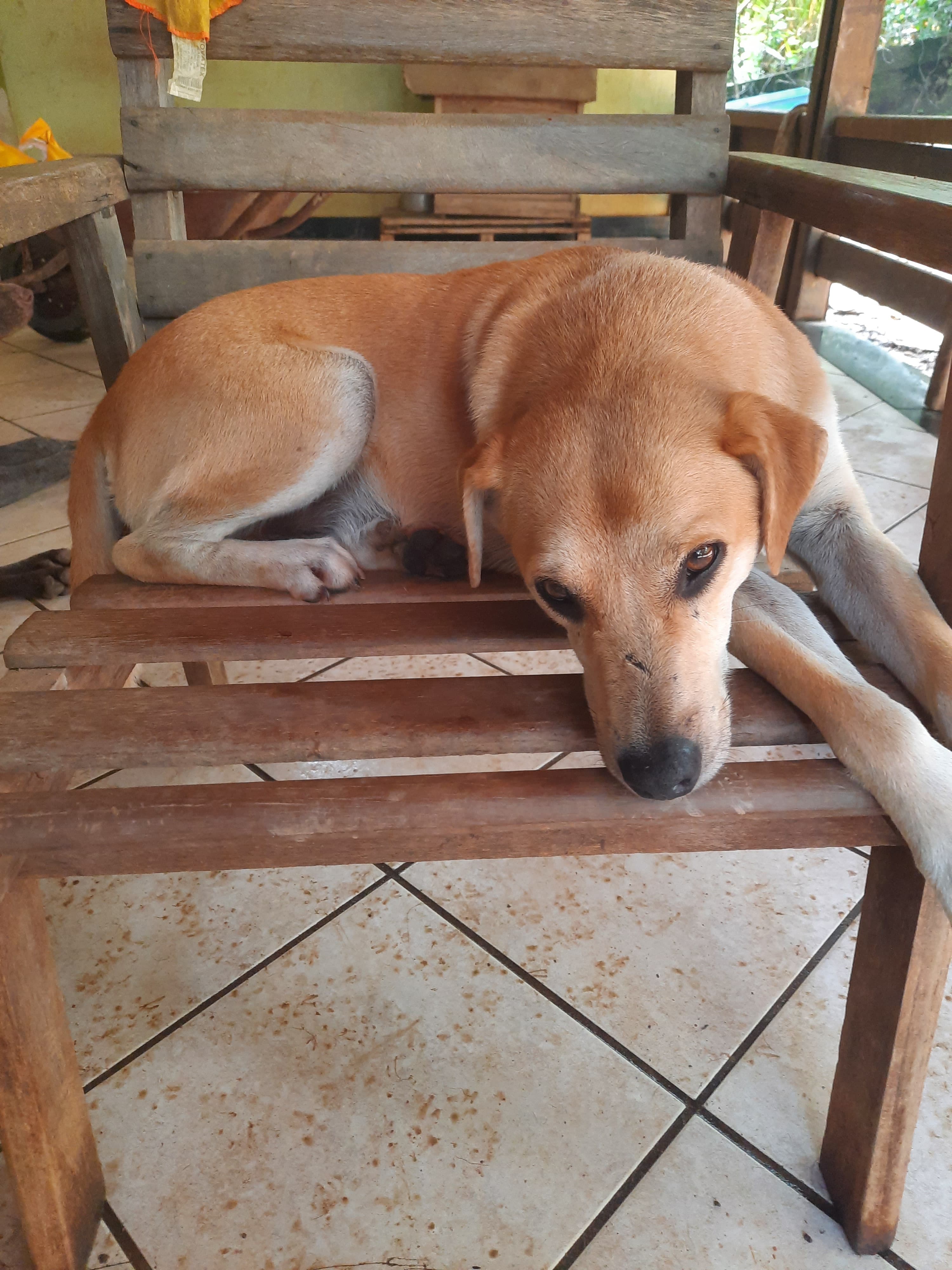 Patinhas do Cipó  5