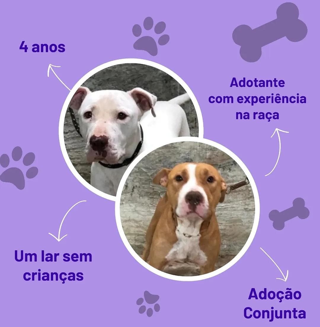 Akira e Zeus (adoção conjunta)
