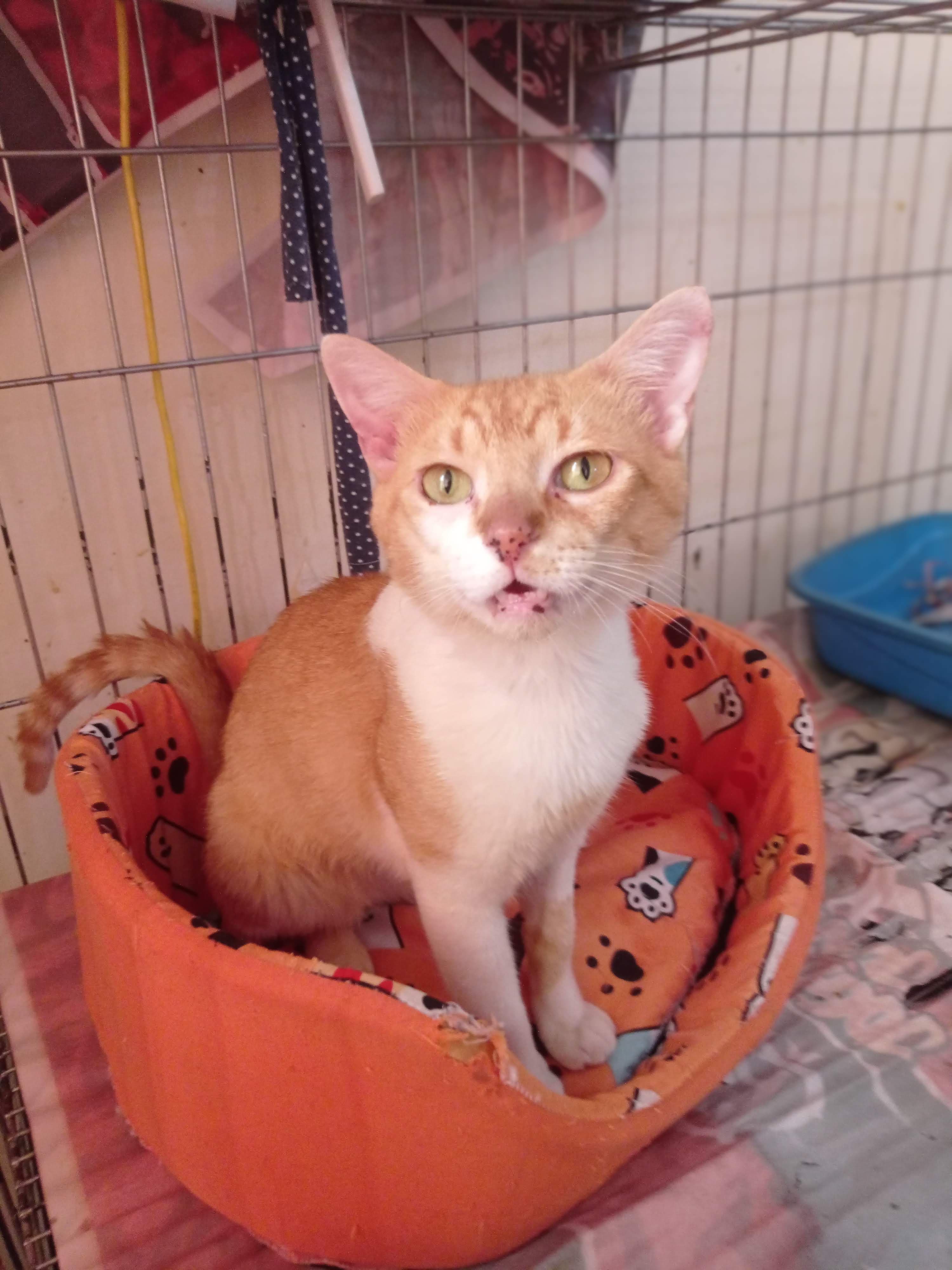 Romeu 3