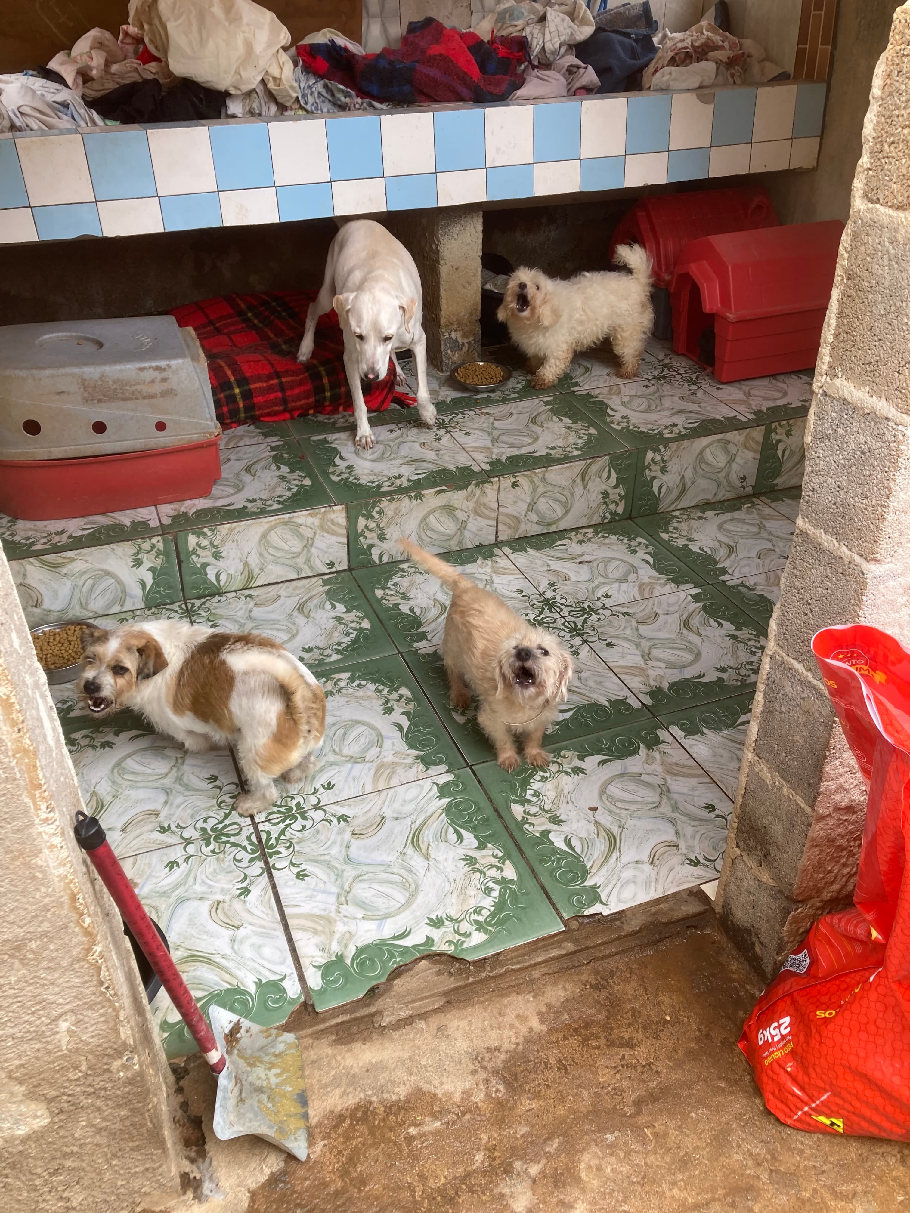 ONG REFÚGIO BENJAMIN AMOR DE PATAS 6