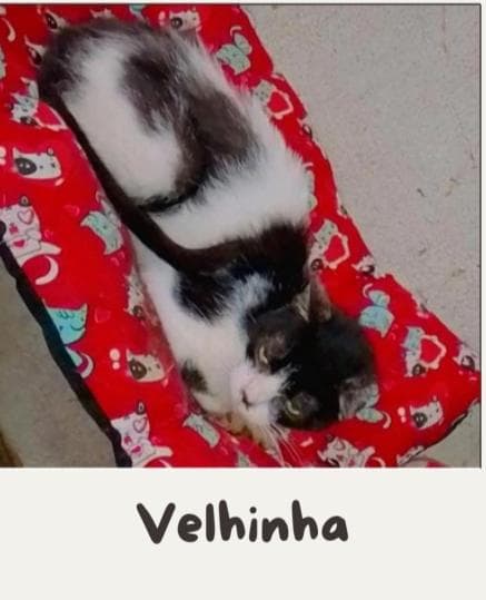 VELHINHA