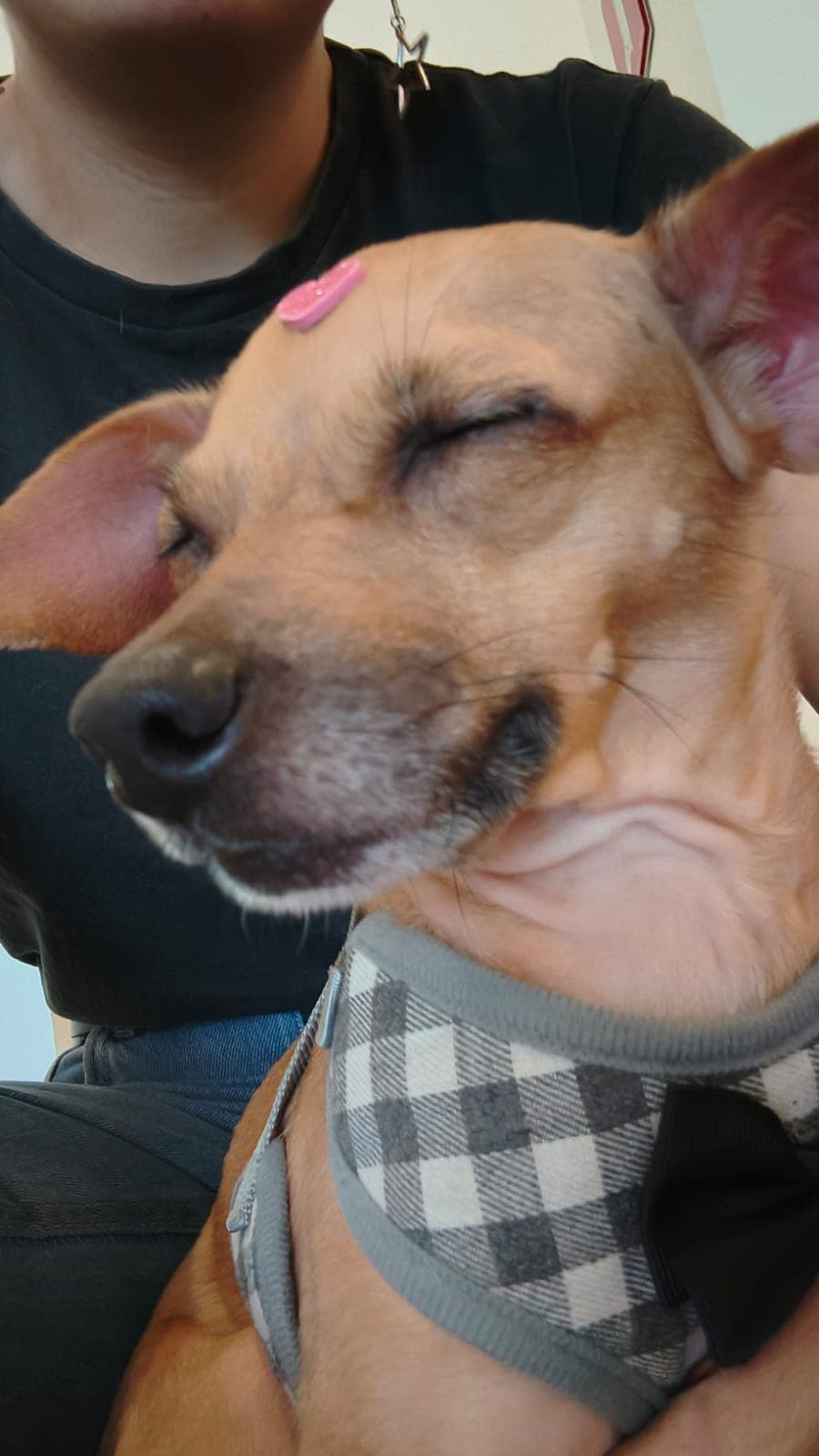 Mel - A pequena madame 3