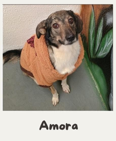 Amora Juquitiba