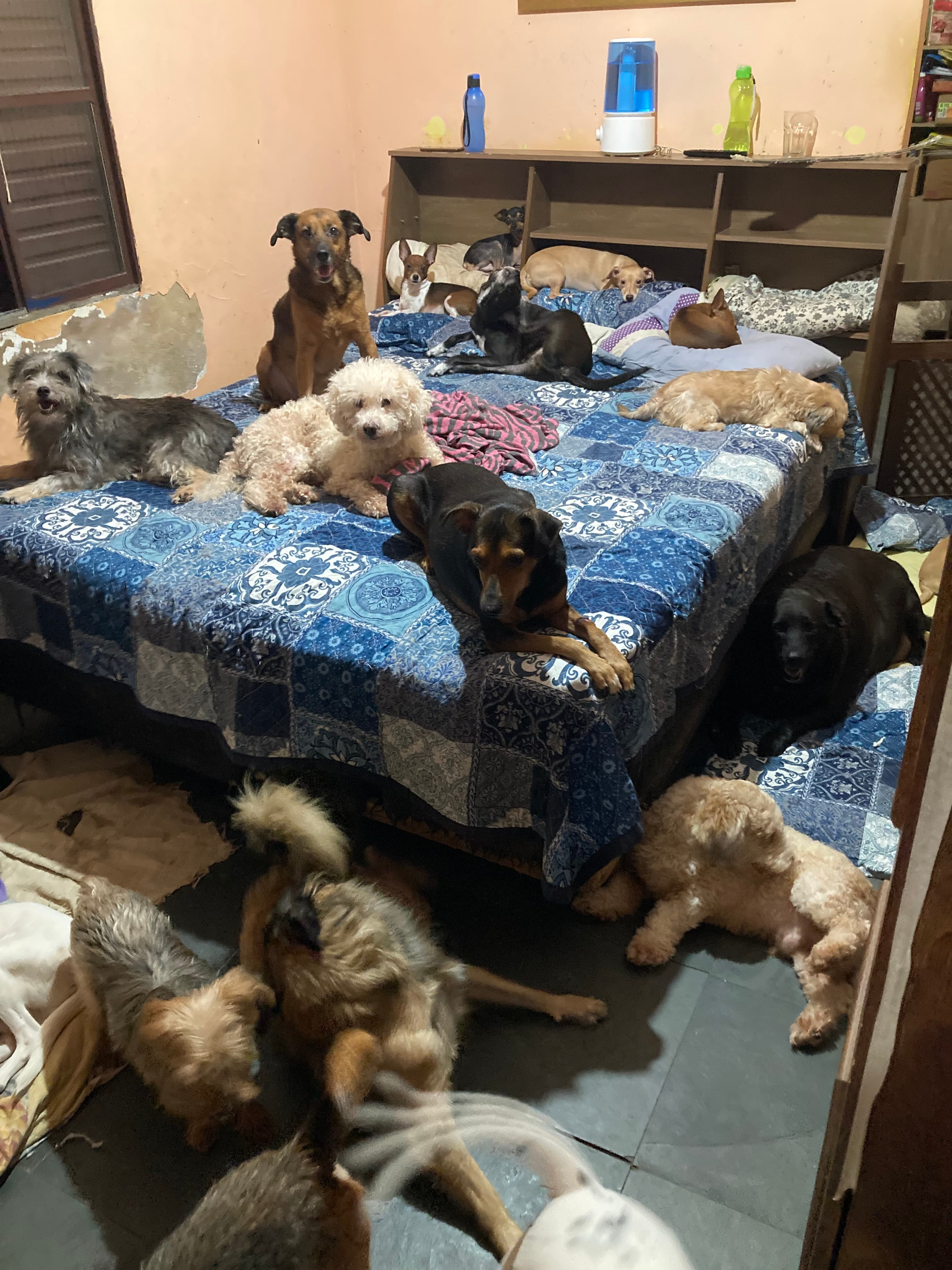 ONG REFÚGIO BENJAMIN AMOR DE PATAS 11