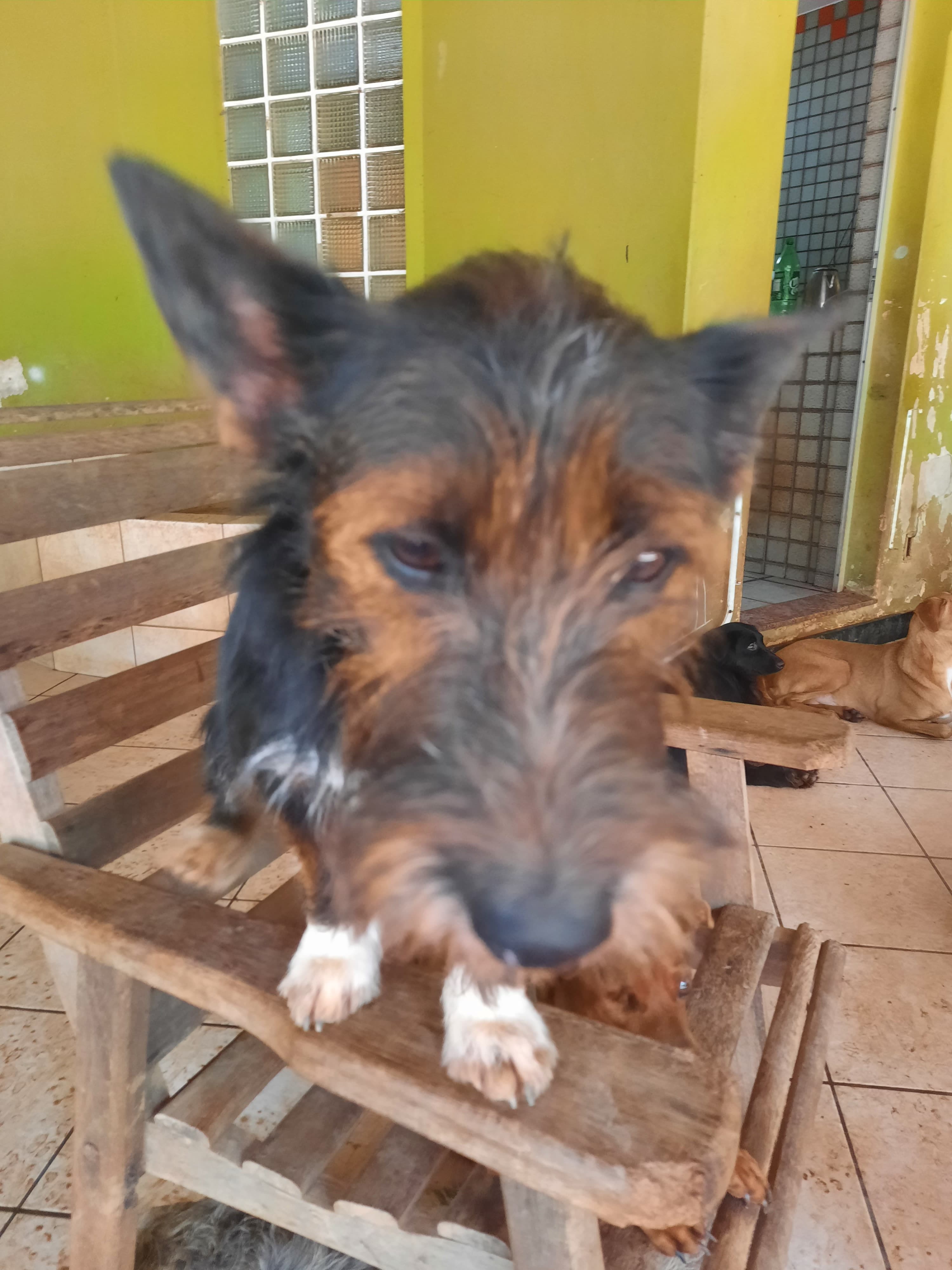 Patinhas do Cipó  4