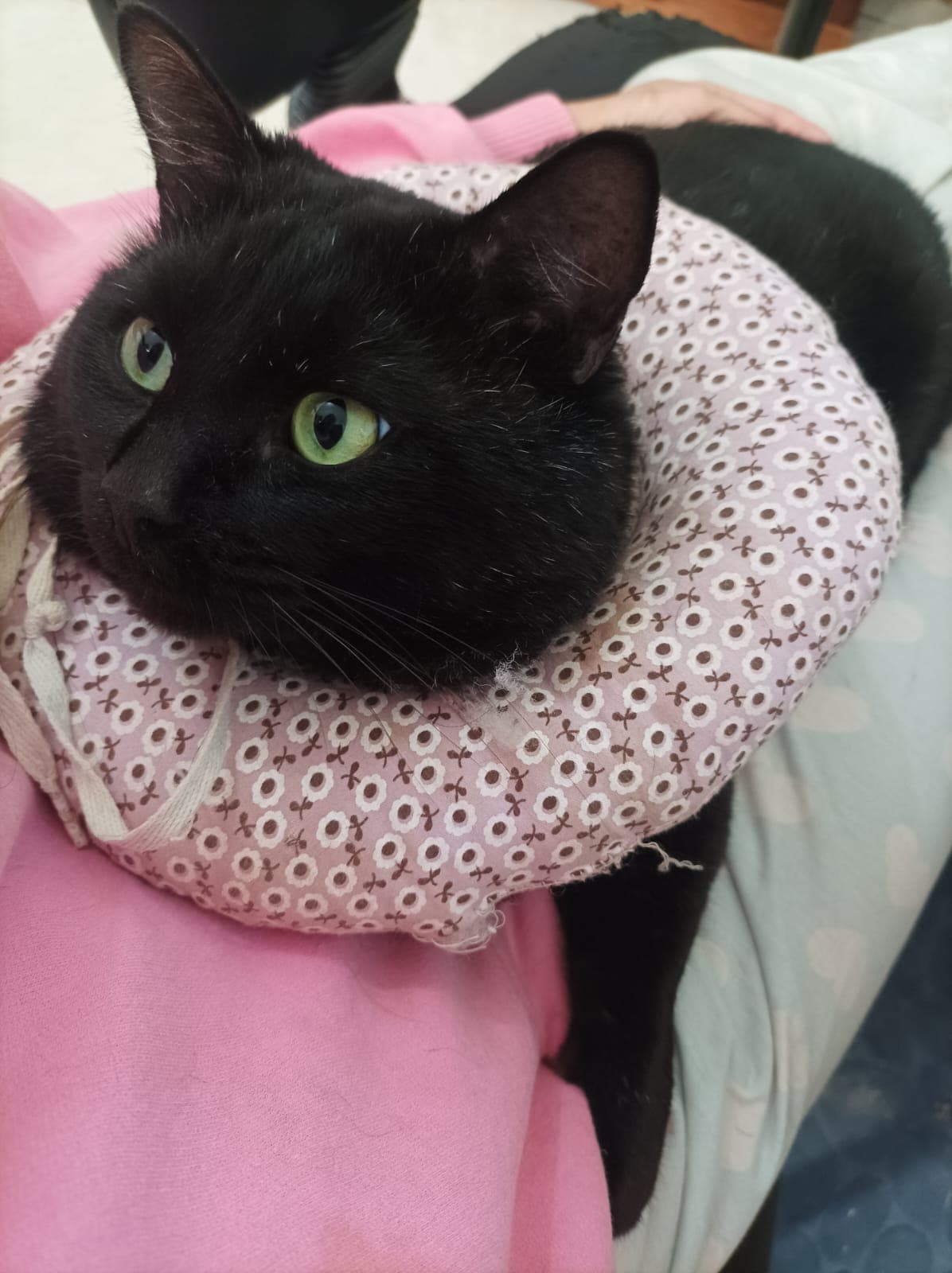 Gatão