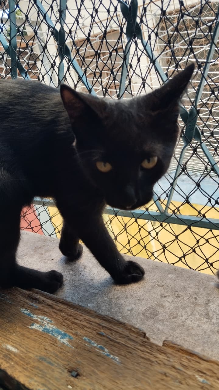 Caetano 8